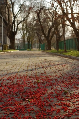 jarzebina oryg.jpg