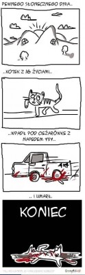 kotek.jpg