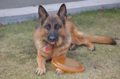 koda.jpg