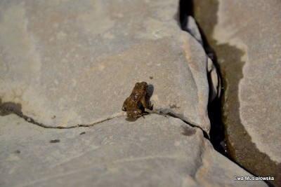 DSC_0429.jpg