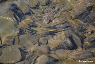 DSC_0458.jpg